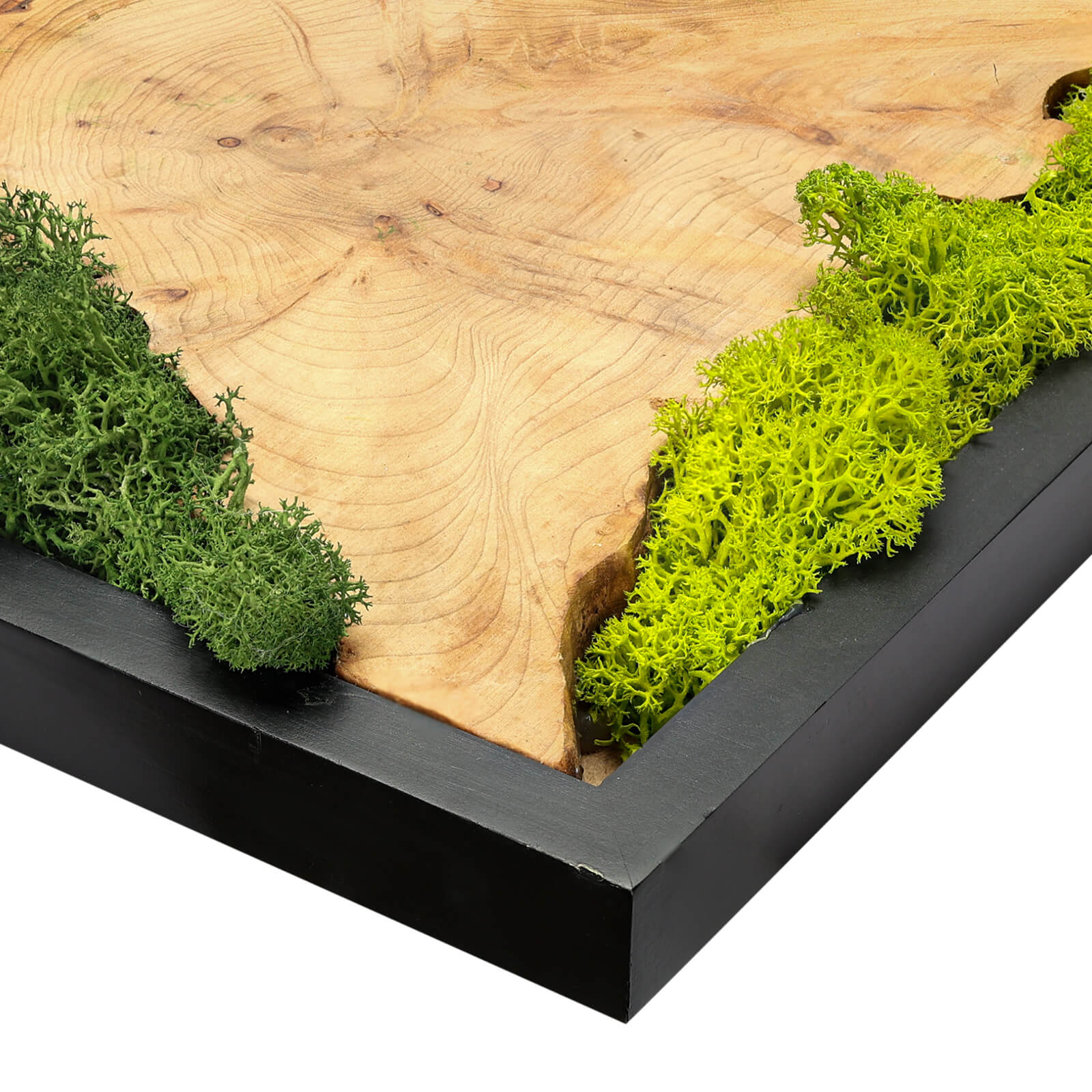 NAHARO Preserved Moss & Natural Wood Wall Art – Set of 3, 16 × 12 in